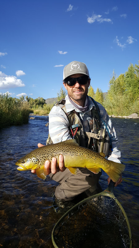 Provo river brown trout