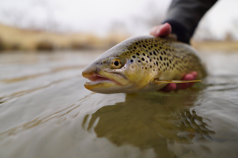 utah brown trout