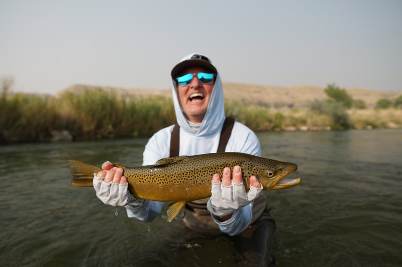 Utah brown trout