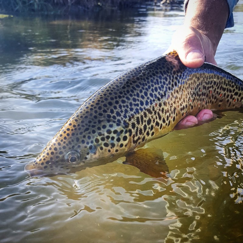 park city fly fishing guide