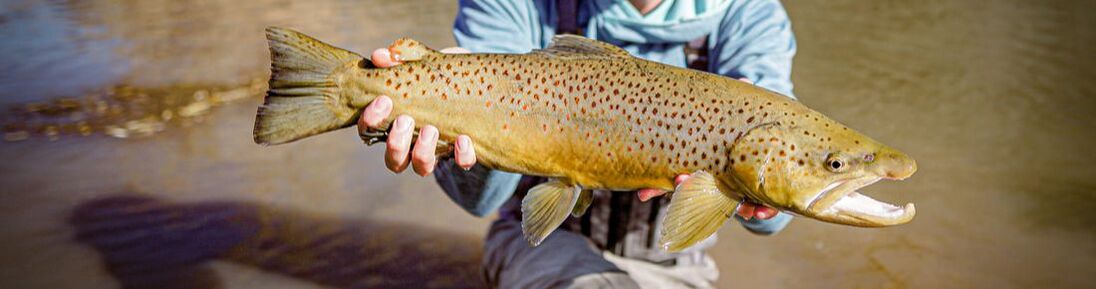 park city brown trout